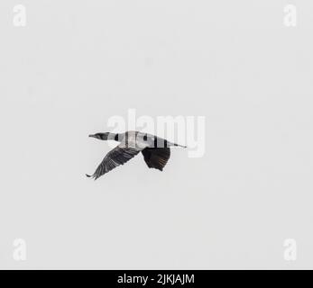 A grayscale closeup shot of the great cormorant flying isolated on the white background Stock Photo