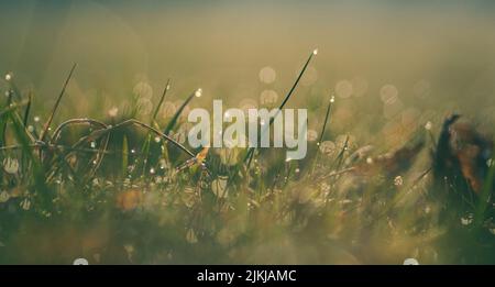 A selective focus of grass covered with morning dew and golden glares Stock Photo