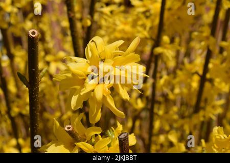 A closeup shot of a yellow forsythia on the blurry background Stock Photo