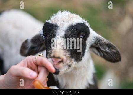 A cute lamb being hand-fed by a farmer Stock Photo