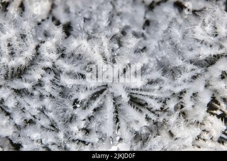 A closeup of pine tree branches covered with snow Stock Photo