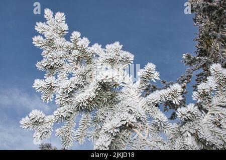 A closeup of pine tree branches covered with snow under the blue sky Stock Photo