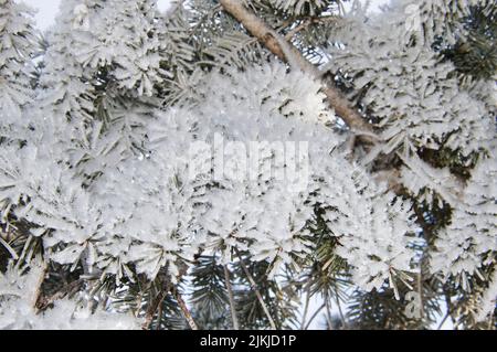 A closeup of pine tree branches covered with snow Stock Photo