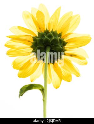 A vertical closeup of a bright yellow sunflower isolated on white background. Stock Photo
