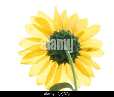 A sunflower isolated on white background Stock Photo