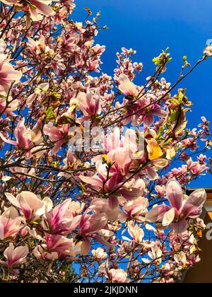 A vertical shot of pink and white Magnolia flowers on the tree branches against the blue sky Stock Photo