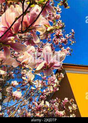 A vertical macro view of pink and white Magnolia flowers blooming on the tree near a yellow house Stock Photo