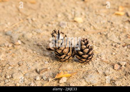 Two pine cones on the ground - autumn theme decoration Stock Photo
