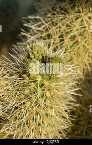 A vertical, close-up shot of a thorny cactus Stock Photo