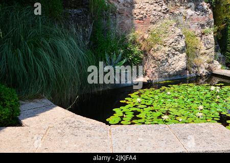 A pond covered by water lily leaves and flowers Stock Photo