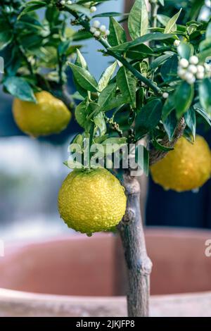 A vertical selective focus of a lemon (Citrus limon) on a tree Stock Photo