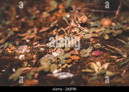 A closeup shot of the plants with small leaves growing from the ground Stock Photo