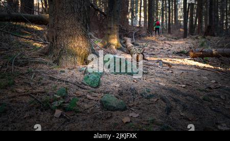 A rear view of a hiker with backpack walking along trees in Slovakia forest Stock Photo
