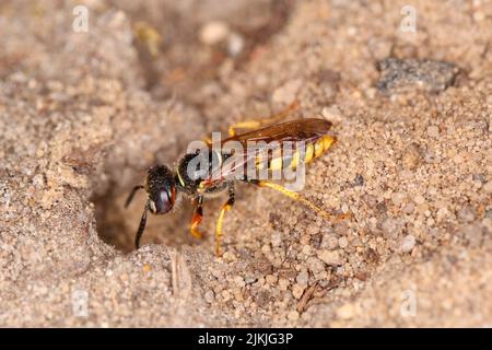 Beewolf (Philanthus triangulum) at nest entrance Stock Photo