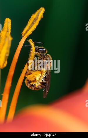 Furrowing bee collecting pollen on ditch daylily (Hemerocallis fulva) Stock Photo