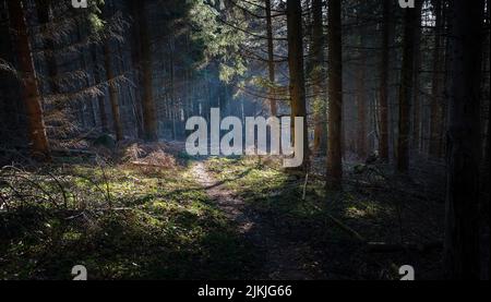 The pathway with sun rays through trees into the woods in Slovakia Stock Photo