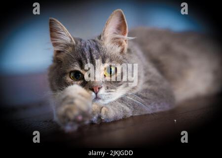 A selective of a cute gray cat from a hole Stock Photo