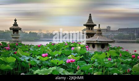 A closeup photo of Lotus flowers and artifacts from Jinshan lake park in Zhenjiang Jiangsu China. Stock Photo