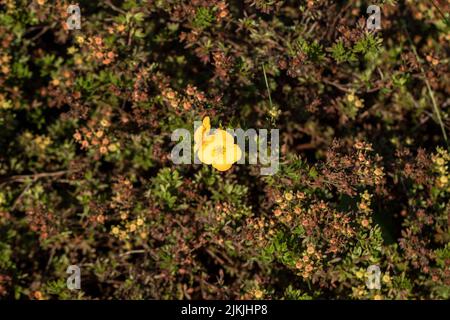 A closeup shot of a yellow flower of shrubby cinquefoil or golden hardhack, shrubby five-finger Stock Photo