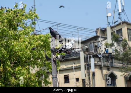 The close-up shot of two pigeons seating on poal Dadar kabutarkhana Mumbai Maharashtra Stock Photo