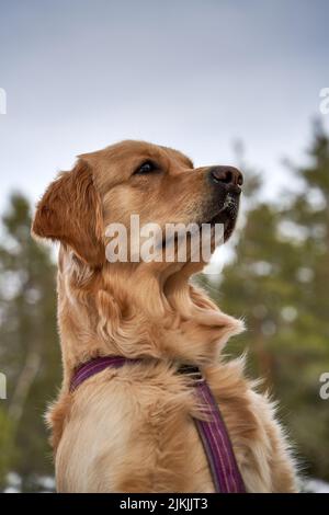 A beautiful portrait of a young female golden retriever in the winter pine forest during daytime with blurred background.Norway Stock Photo