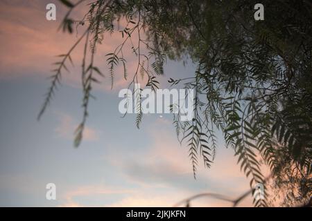 The beautiful purple sky seen through the tree branches Stock Photo