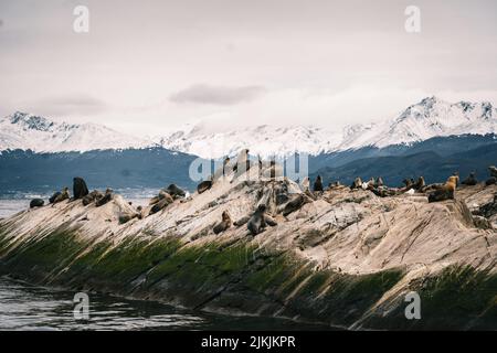 a shot of sea lions against mountains Stock Photo