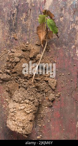 dried dead tree plant with scattered soil on garden table top, withered plant without proper watering or caring, taken directly from above Stock Photo