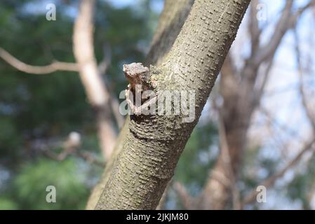 A closeup of a tree trunk in a forest on a sunny day Stock Photo