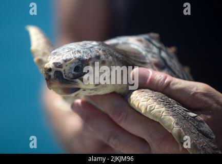 Malaga, Spain. 2nd Aug, 2022. A Caretta caretta tortoise, which was rescued after being injured by a bather, is seen before it was released to the sea by members of the (CREMA) Center of Recovery of Endangered Marine Species. CREMA is a marine environmental organisation that works on sensitivity and preservation programs of endangered marine species. This Caretta caretta tortoise is one of the most smallest rescued by CREMA. (Credit Image: © Jesus Merida/SOPA Images via ZUMA Press Wire) Stock Photo