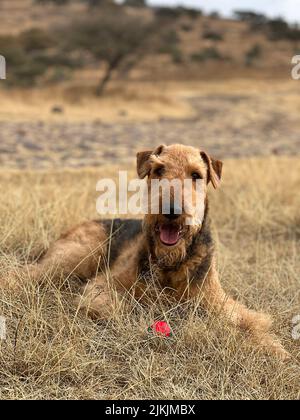 A vertical ashot of a cute Airedale Terrier dog on the fry grass Stock Photo