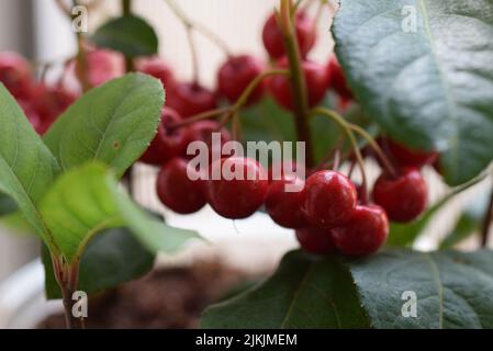 A closeup of cherries on a tree in a garden Stock Photo