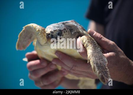 Malaga, Spain. 2nd Aug, 2022. A Caretta caretta tortoise, which was rescued after being injured by a bather, is seen before it was released to the sea by members of the (CREMA) Center of Recovery of Endangered Marine Species. CREMA is a marine environmental organisation that works on sensitivity and preservation programs of endangered marine species. This Caretta caretta tortoise is one of the most smallest rescued by CREMA. (Credit Image: © Jesus Merida/SOPA Images via ZUMA Press Wire) Stock Photo