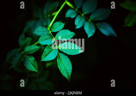 Beautiful green rose leaves grow on a bush against the background of darkness. Plants in the garden in the summer. Stock Photo