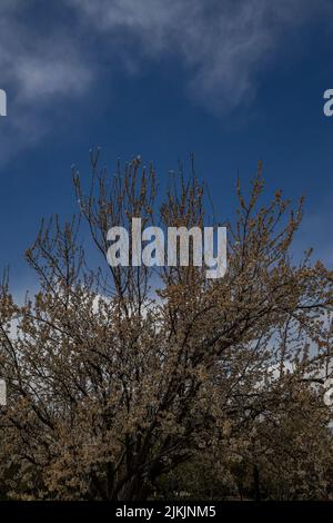 A flowering tree in National Botanical Garden in Tehran, Iran Stock ...
