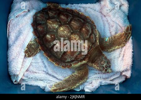 Malaga, Spain. 2nd Aug, 2022. A Caretta caretta tortoise, which was rescued after being injured by a bather, is seen before it was released to the sea by members of the (CREMA) Center of Recovery of Endangered Marine Species. CREMA is a marine environmental organisation that works on sensitivity and preservation programs of endangered marine species. This Caretta caretta tortoise is one of the most smallest rescued by CREMA. (Credit Image: © Jesus Merida/SOPA Images via ZUMA Press Wire) Stock Photo