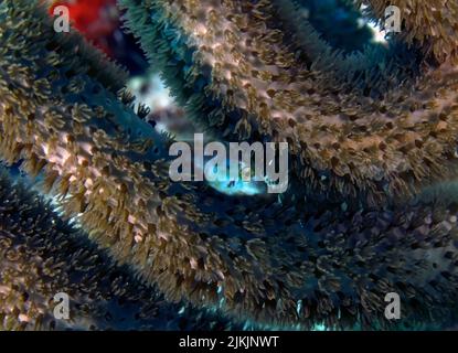 A Slender Filefish (Monacanthus tuckeri) hiding in coral in Cozumel, Mexico Stock Photo