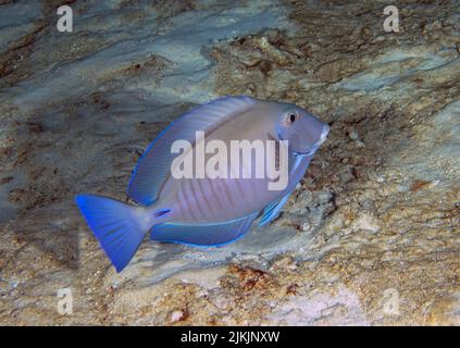 A Doctorfish Tang (Acanthurus chirurgus) in Cozumel, Mexico Stock Photo