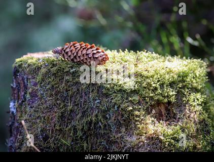 A closeup of a pine corn on a tree stump Stock Photo