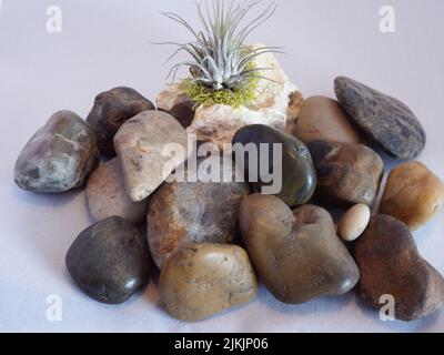 Cacti in Cairn Stock Photo