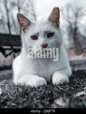 A closeup shot of a white cat with green eyes laying on the grass in the garden during daytime Stock Photo