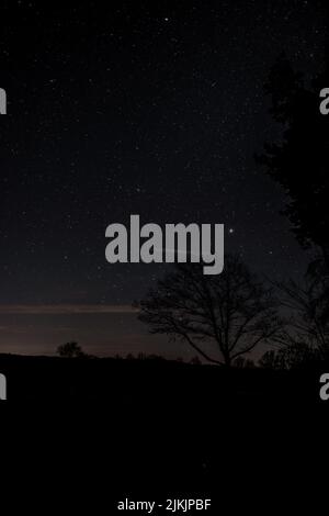 A vertical shot of the gloomy forest and starry sky at midnight Stock Photo