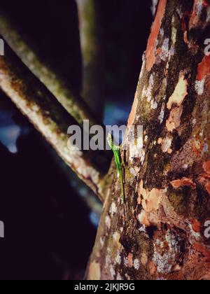A vertical closeup shot of a green lizard on a tree trunk Stock Photo