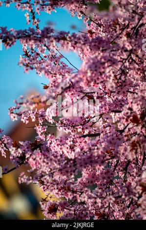 A Selective Focus Shot Of Pink Blossoms With Trees In The Background 