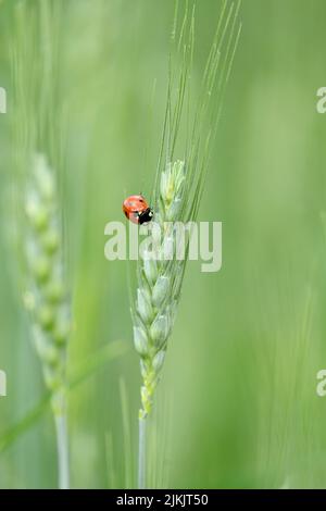 closeup the red black small bug insect hold and sitting on the wheat stitch plant in the farm soft focus natural green background. Stock Photo