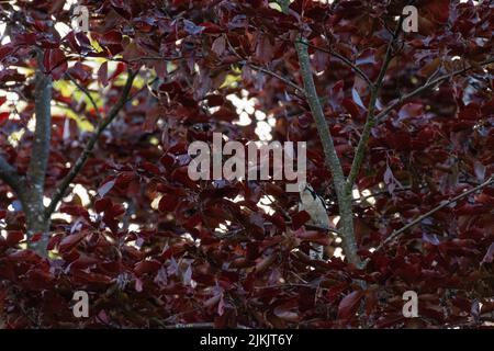 A closeup shot of a Cherry plum tree with purple leaves under the sunlight Stock Photo