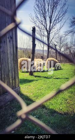 A vertical shot  of sheep in the farm Stock Photo