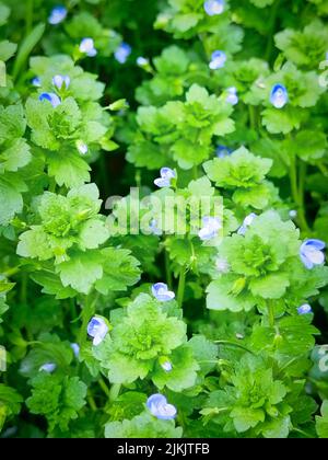 A closeup of the blossomed purple Persian speedwell flowers in the wild Stock Photo