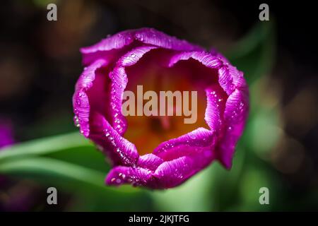 A macro photography of a purple tulip under the rays of the sun on a blurry background Stock Photo