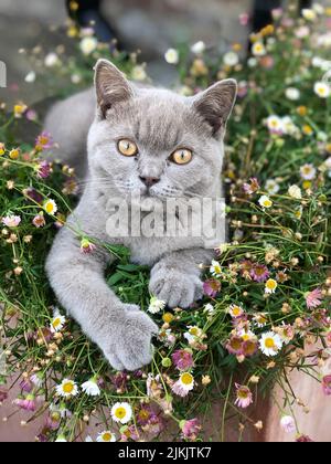 A vertical shot of a British shorthair cat laying on the small flowers outdoors and looking at the camera Stock Photo